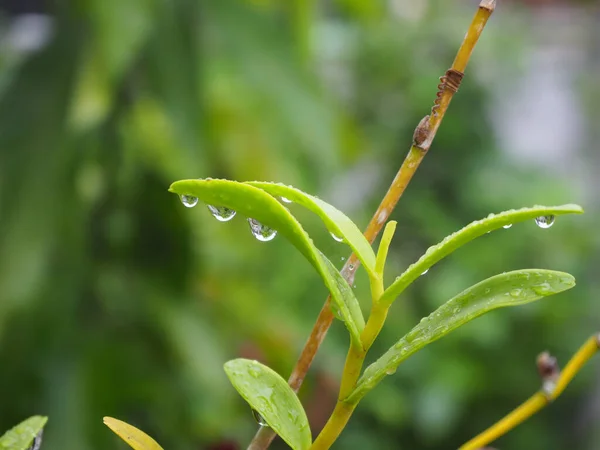 Closeup Water Droplets Treetop Nature Blur Background — Stock Photo, Image