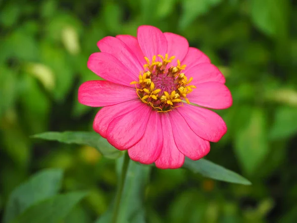Pembe zinya çiçeği, Zinnia çiçeği (Zinnia ihlali Cav.) Bahçede.