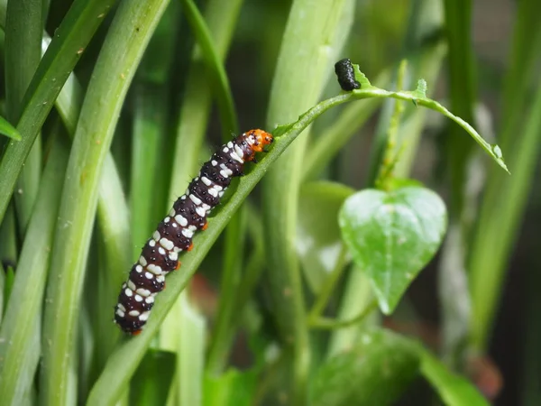 Caterpillars Amaryllis Borer Moth Brithys Crini Eating Leaves Deliciously — Stock Photo, Image