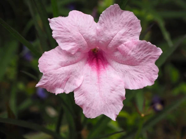 Bahçede çiçek açan pembe çiçekler, Ruellias, yabani petunyalar, Waterkanon, Watrakanu, Minnieroot, Demir kök, Feverroot, (Ruellia tuberosa Linn).