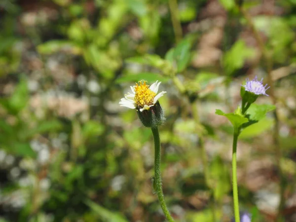 Kleiderknöpfe Blühen Mexikanische Gänseblümchen Tridax Procumbens Garten Selektiver Fokus Natur lizenzfreie Stockfotos