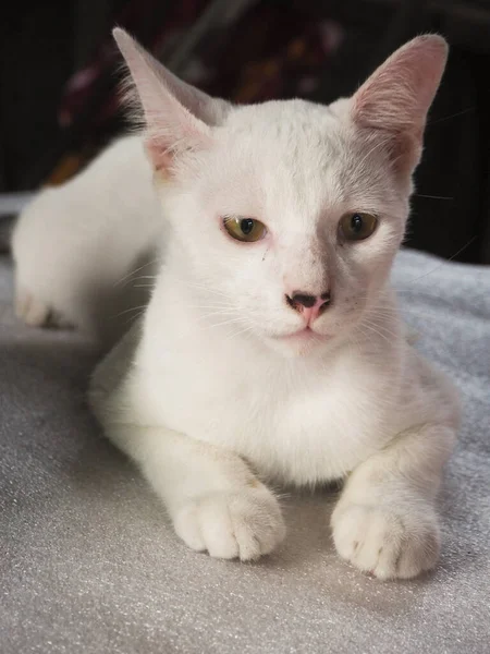 Freche Weiße Katze Sitzt Haus Stockfoto