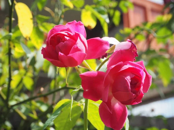 Rosa Rose Blüht Hellen Sonnenlicht Stockbild