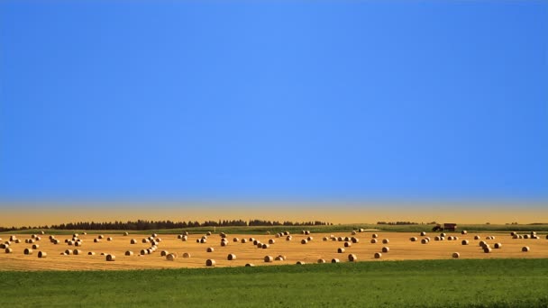 Paisaje con fardos de paja cosechados . — Vídeo de stock