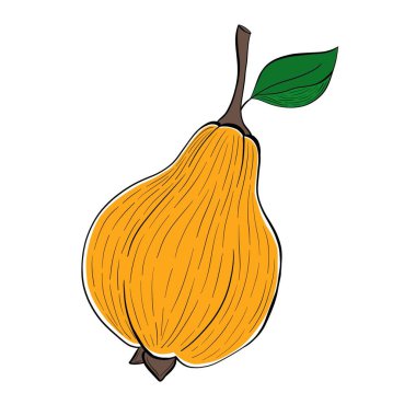 Ayva meyvesi izole edilmiş doğal besin meyveleri