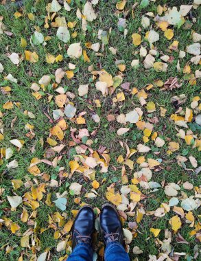 Sonbahar mevsiminde, yeşil çimlerin altında sonbahar yaprakları. Arkaplan