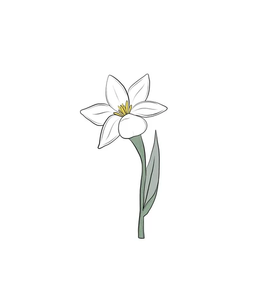 块茎花说明单株植物 关于白色背景的孤立说明 — 图库照片