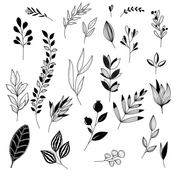 Иллюстрационные Растения Устанавливают Цветочные Ветви Большой Набор Лицензионные Стоковые Изображения