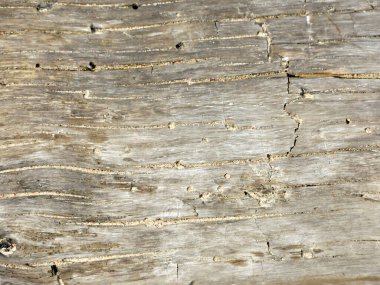 Arkaplan dokusu, ahşap, boş ahşap, arka plan, yüzey