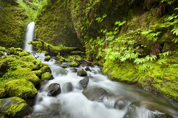 Cascada remota en la exuberante selva tropical, Columbia River Gorge, Oregon, EE.UU. — Foto de Stock