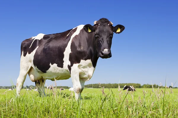Vaca em um campo gramado fresco em um dia claro — Fotografia de Stock
