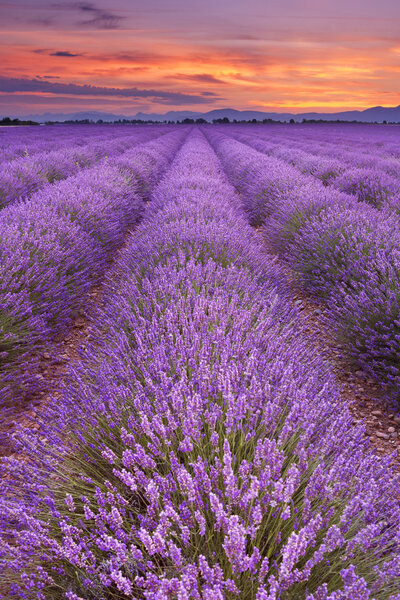Восход солнца над цветущими полями лаванды в Провансе, Франция
