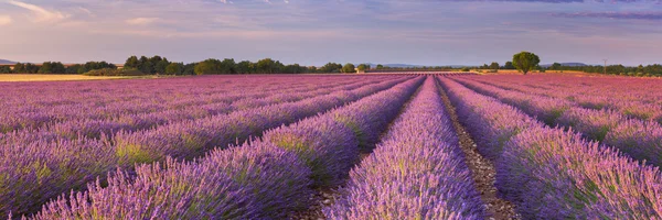 Provence, Fransa lavanta çiçek açan alanları üzerinde gündoğumu