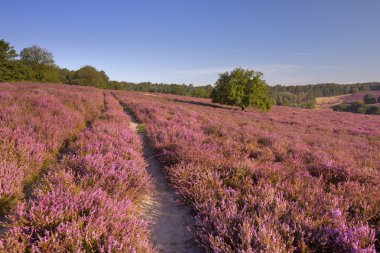 Üzerinden Hollanda'da Posbank, çiçek açan heather yol