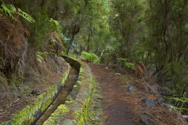 Levada La Palma, Canary Islands, İspanya