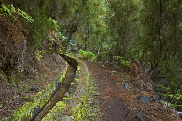 Levada på La Palma, Kanarieöarna, Spanien — Stockfoto