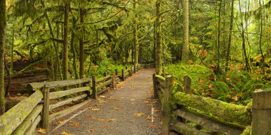 Yemyeşil yağmur ormanları, katedral Grove, Vancouver Adası üzerinden yol,