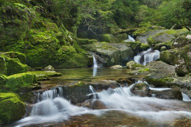 Yağmur ormanları nehirde Yakusugi karada Yakushima Island, Japonya