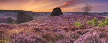 Posbank, Hollanda şafakta, çiçek açan heather