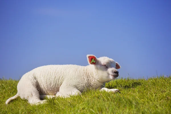 Texel bárányhús a sziget Texel, Hollandia — Stock Fotó
