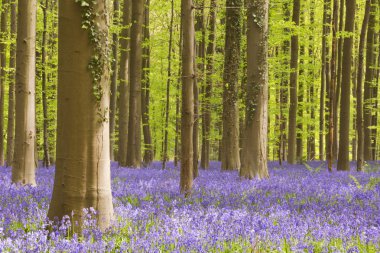 Çiçek açan bluebell orman, Hallerbos Belçika