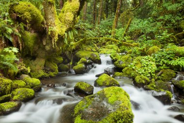 Creek yemyeşil yağmur ormanları, Columbia River Gorge, Oregon, ABD ile