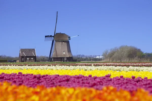 Tulipány a větrný mlýn za slunného dne v Nizozemsku — Stock fotografie