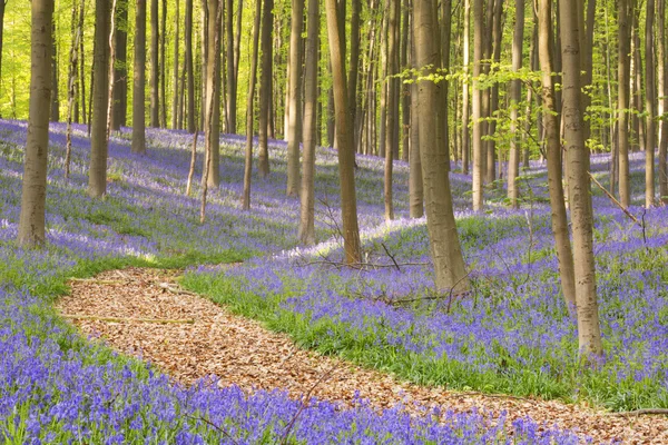 Çiçek açan bluebell orman Hallerbos Belçika üzerinden yol — Stok fotoğraf