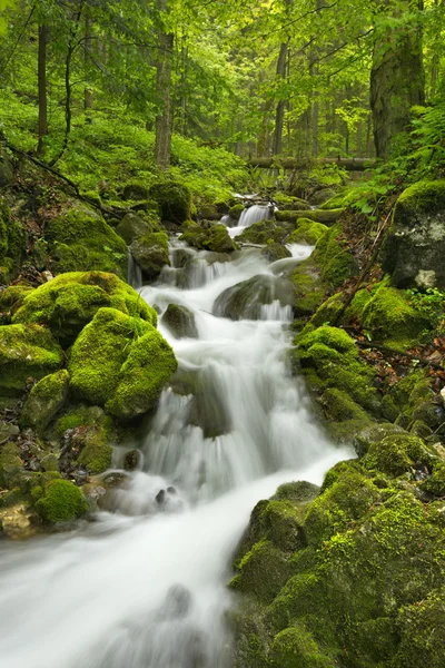 Cascada en un exuberante desfiladero en Slovensky Raj, Eslovaquia —  Fotos de Stock