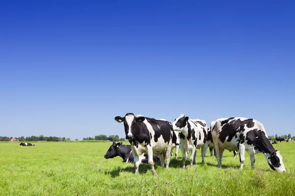 Vacas em um campo gramado fresco em um dia claro — Fotografia de Stock