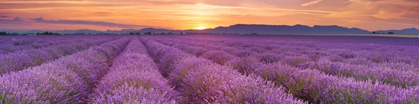 Provence, Fransa lavanta çiçek açan alanları üzerinde gündoğumu