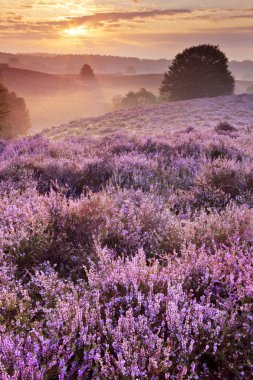 Çiçek açan heather, gündoğumu, Posbank, Hollanda
