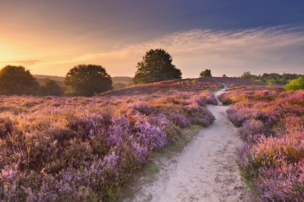 Chemin à travers la bruyère en fleurs au lever du soleil, Posbank, Pays-Bas — Photo