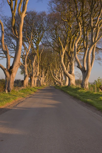 Vecchi alberi nelle siepi oscure dell'Irlanda del Nord — Foto Stock