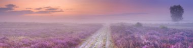 Hilversum, Hollanda yakınındaki çiçek açan heather yol