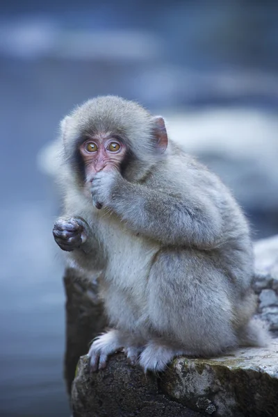 Piccola scimmia delle nevi giapponese alla sorgente calda nel parco Jigokudani, Giappone — Foto Stock