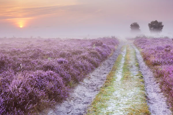 Camino a través de brezo floreciente y niebla, amanecer, Hilversum, Países Bajos — Foto de Stock