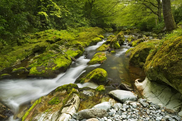 Rio através de floresta exuberante na Irlanda do Norte — Fotografia de Stock