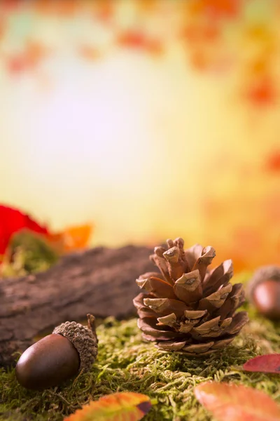 Parlak ışık sonbahar doğa natürmort — Stok fotoğraf
