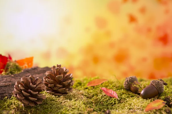 Parlak ışık sonbahar doğa natürmort — Stok fotoğraf