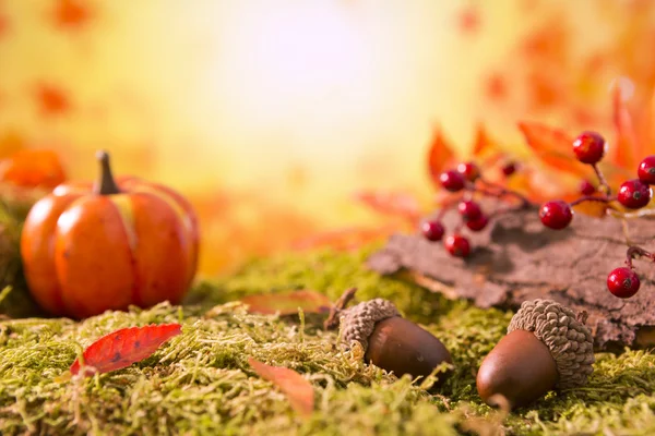 Natureza de outono ainda vida em luz brilhante — Fotografia de Stock