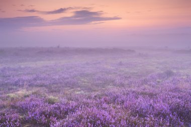 Hilversum, Hollanda, daw yakınındaki çiçek açan heather üzerine sis