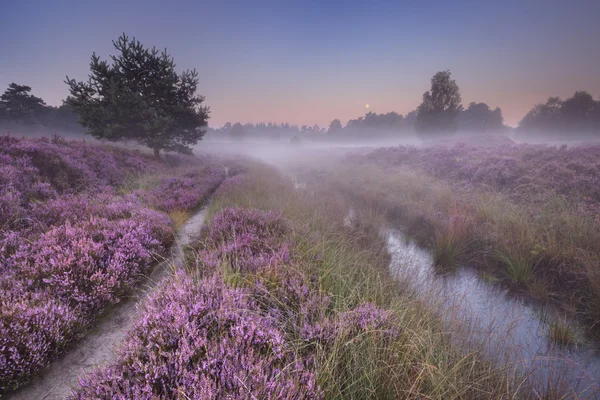 Şafakta çiçek açan heather yol — Stok fotoğraf