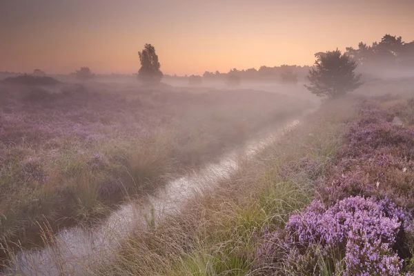 Kwitnący heather w mglisty poranek o wschodzie słońca — Zdjęcie stockowe