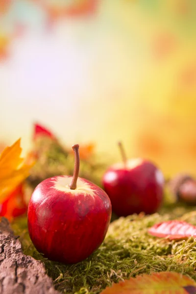 Herbst Natur Stillleben in hellem Licht — Stockfoto