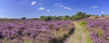 Üzerinden Hollanda'da çiçek açan heather yol