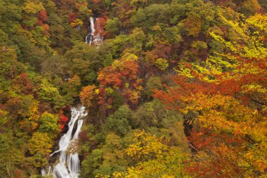 Kirifuri Falls yakınındaki Nikko, sonbahar Japonya'da