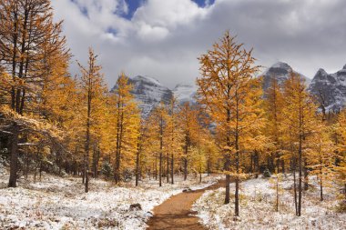 İlk kar, Banff Np, Kanada yıkılması ağaçlarda melez (bitki)