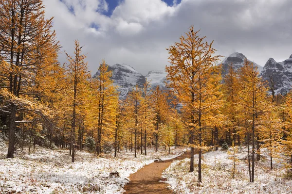 Larch trees in fall after first snow, Banff NP, Canada — Stock Image Larch trees in fall after first snow, Banff NP, Canada Stock Photo