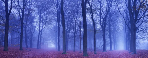 İki yolu ormandaki bir karanlık ve sisli, Hollanda — Stok fotoğraf